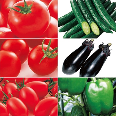 人気の野菜苗 おすすめ6種セット