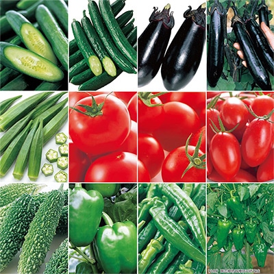 人気の野菜苗 おすすめ12種セット