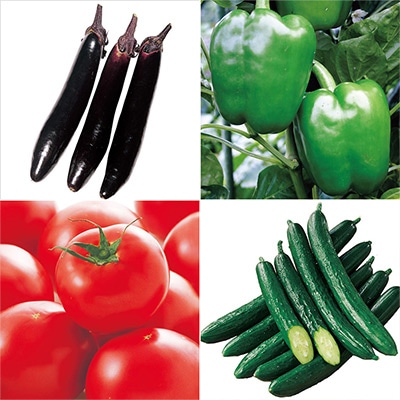 野菜接木苗 スペシャルミックス