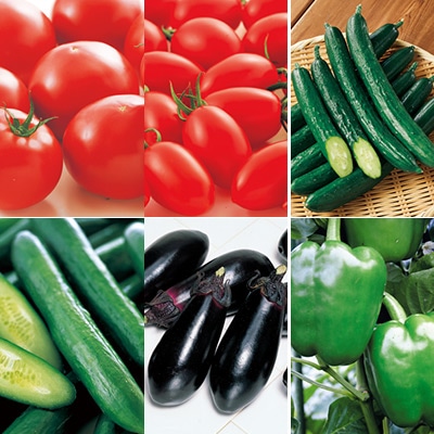 【関東以西限定】 野菜接木苗 見計らいセット