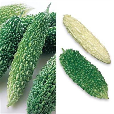 人気のゴーヤー 3種セット 自根苗