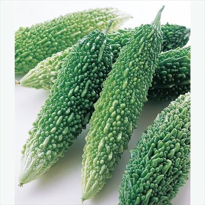 ゴーヤー 願寿 5月中旬発送予定