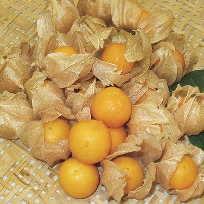 食用ほおずき オレンジチェリー