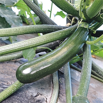 おうち野菜(R) ズッキーニ ズッキーニ043 自根苗