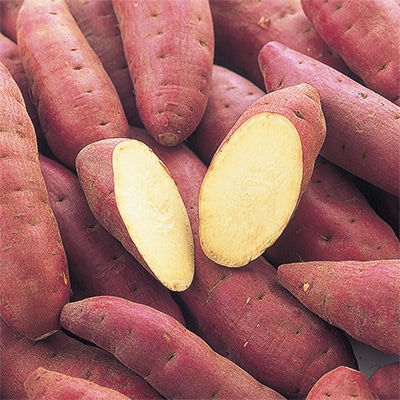 サツマイモ べにあずま メリクロン