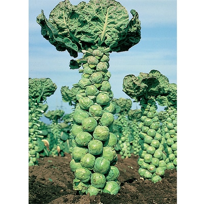 ジフィーセブンC苗 芽キャベツ ファミリーセブン