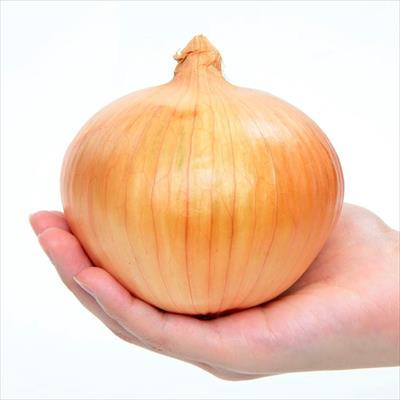 セル苗 タマネギ アイドルももえ(R)