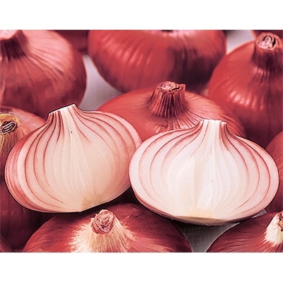 セル苗 タマネギ 早生湘南レッド