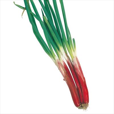 赤ネギ べにぞめ