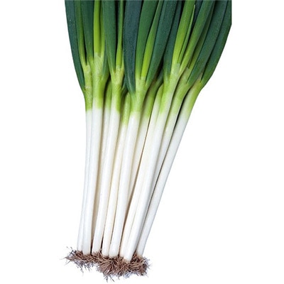セル苗 ネギ 夏扇タフナー