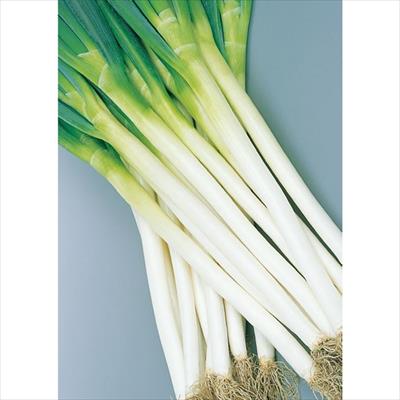 セル苗 ネギ 春扇