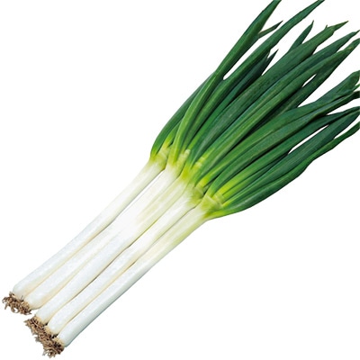 セル苗 ネギ 初夏扇2号
