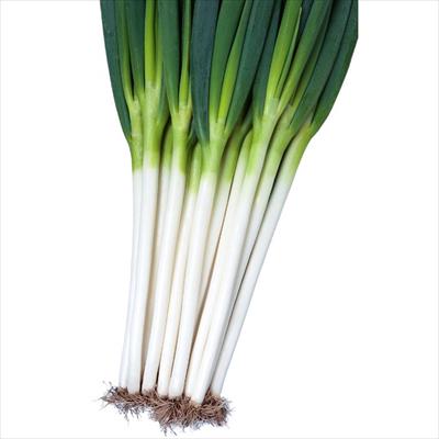 セル苗 ネギ 夏扇タフナー