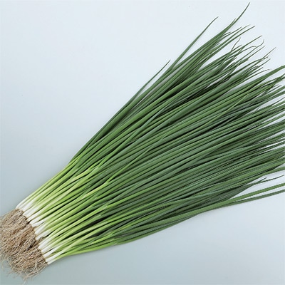 ジフィーセブンC苗 小ネギ 菊千代