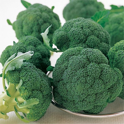 ジフィーセブンC苗 ブロッコリー グランドーム