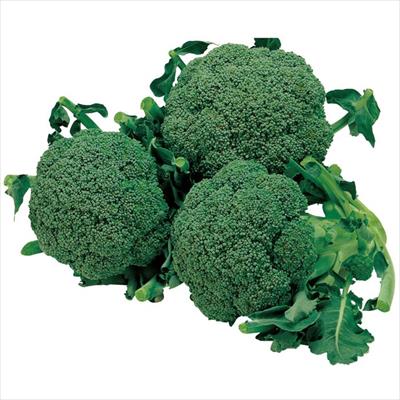 ジフィーセブンC苗 ブロッコリー 緑嶺