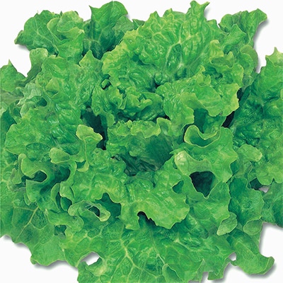 ジフィーセブンC苗 レタス リーフレタスグリーン