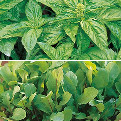 ジフィーセブンC苗 ハーブ バジル＆ルッコラ