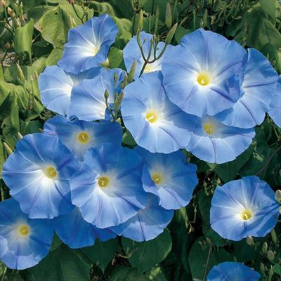 アサガオ アーリーヘブンリーブルー