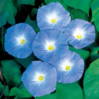 アサガオ ヘブンリーブルー