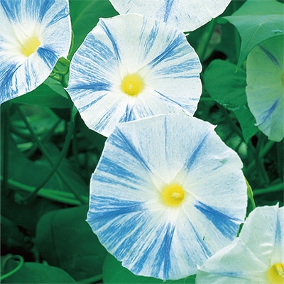 アサガオ フライングソーサー