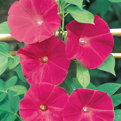 アサガオ スカーレットオハラ