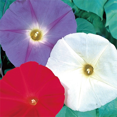 アサガオ 西洋系混合