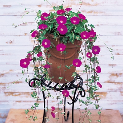 アサガオ つばめ朝顔