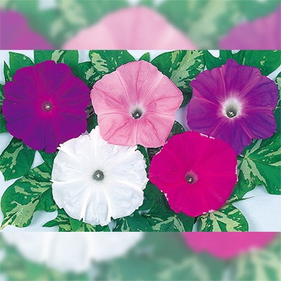 アサガオ 浜の混合