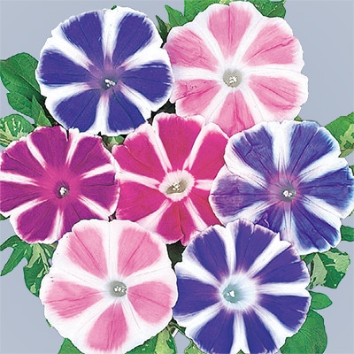 アサガオ 富士の混合