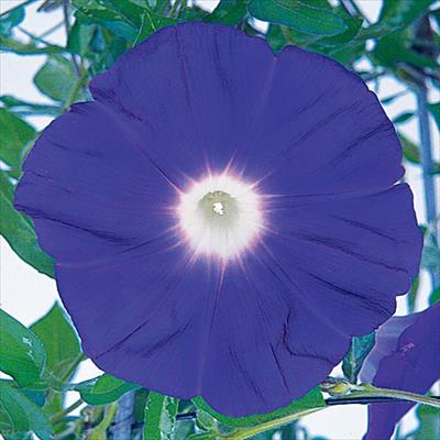 アサガオ 暁の海