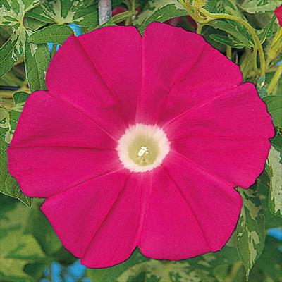 アサガオ 暁の紅