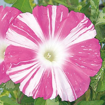 アサガオ 暁の舞