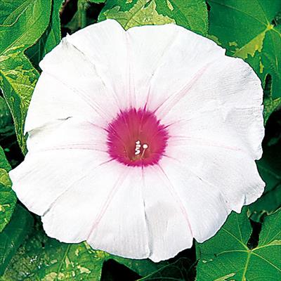 アサガオ 暁の光