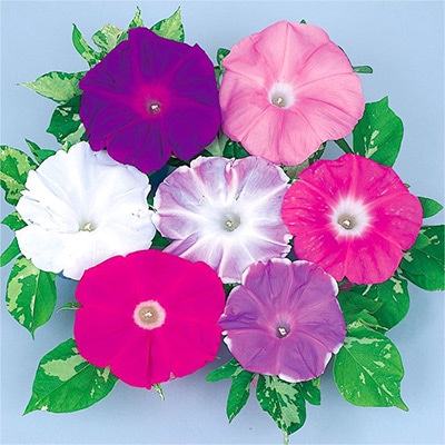 アサガオ 暁の混合