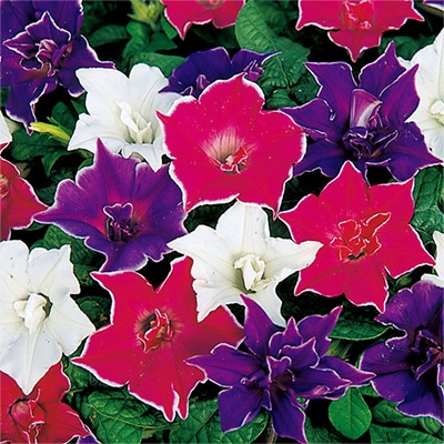 アサガオ 桔梗咲き 混合