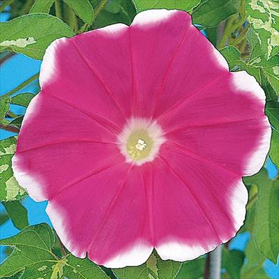 アサガオ 暁の錦