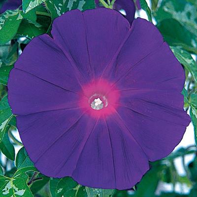 アサガオ 暁の紫