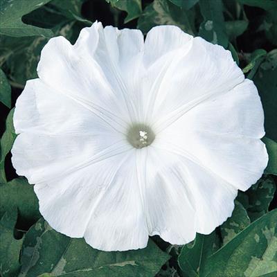 アサガオ 暁の雪