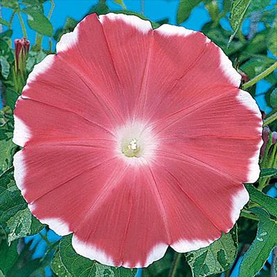 アサガオ 暁の夢