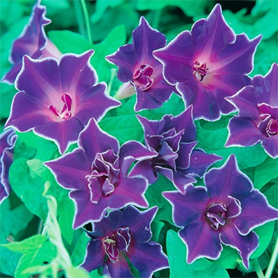 アサガオ 桔梗咲き 紫獅子