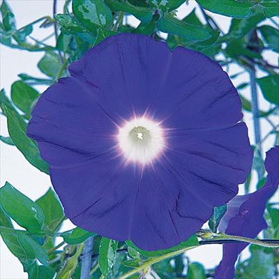 アサガオ 暁の海