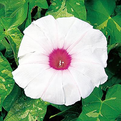 アサガオ 暁の光