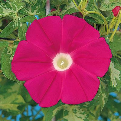 アサガオ 暁の紅