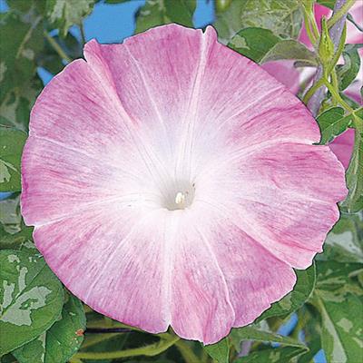 アサガオ 暁の春