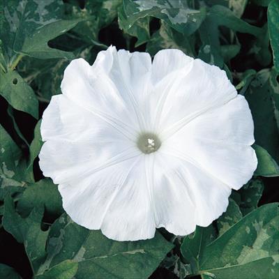 アサガオ 暁の雪