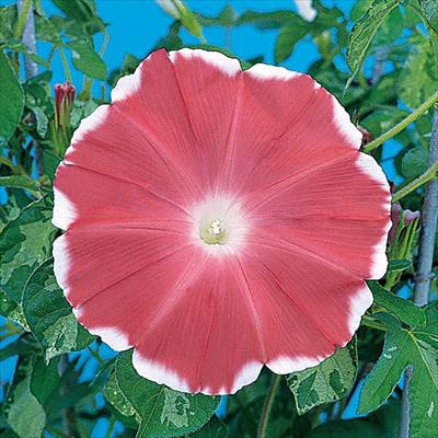 アサガオ 暁の夢