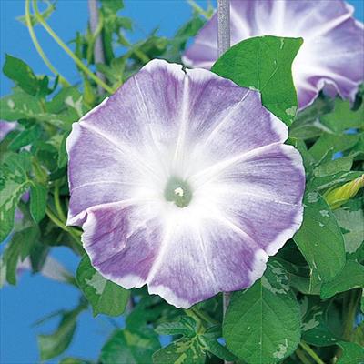 アサガオ 暁の露