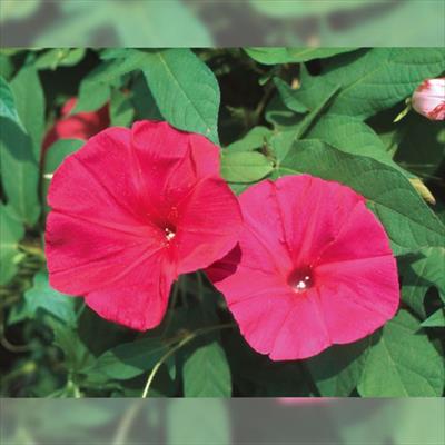 西洋アサガオ スカーレット オハラ