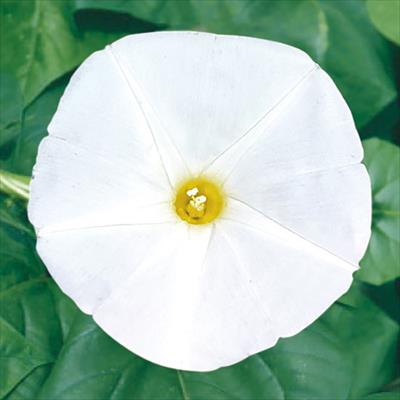 西洋アサガオ パーリーゲート